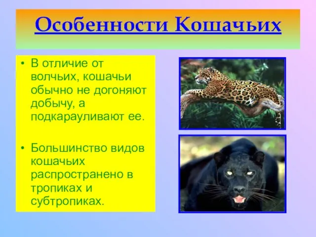 Особенности Кошачьих В отличие от волчьих, кошачьи обычно не догоняют добычу, а