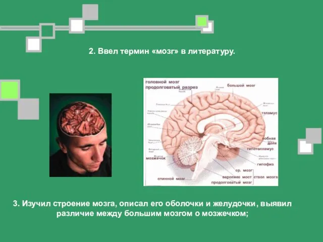 2. Ввел термин «мозг» в литературу. 3. Изучил строение мозга, описал его