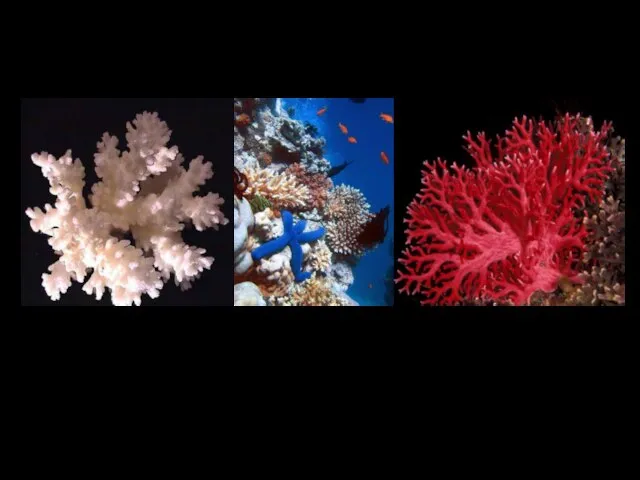 Почему коралл? Структура коралла максимально схожа с губчатой костью человека по содержанию
