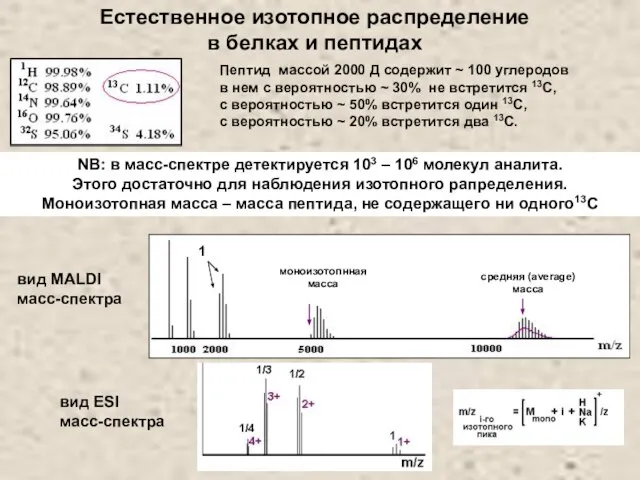 Пептид массой 2000 Д содержит ~ 100 углеродов в нем с вероятностью