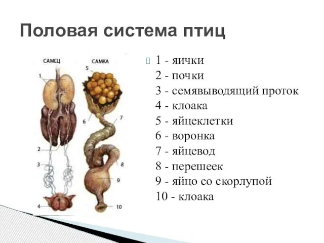 1 - яички 2 - почки 3 - семявыводящий проток 4 -