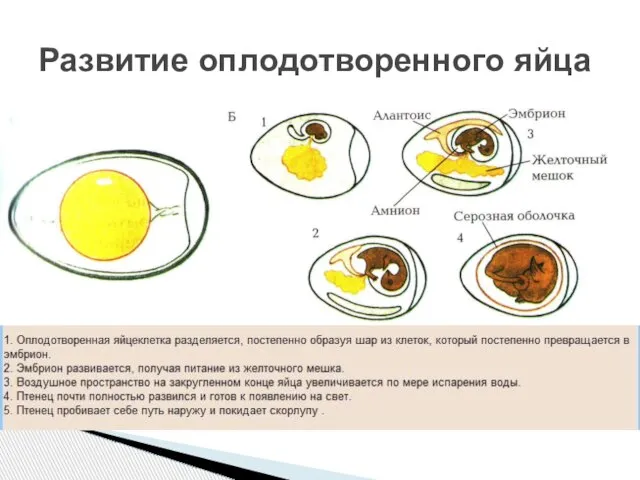 Развитие оплодотворенного яйца