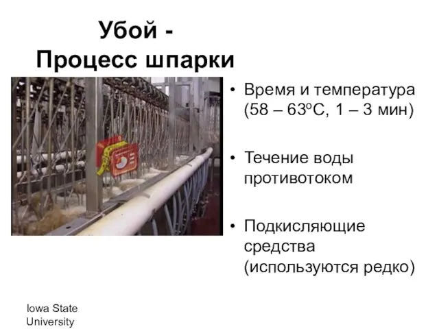 Iowa State University Убой - Процесс шпарки Время и температура (58 –