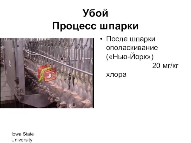 Iowa State University Убой Процесс шпарки После шпарки ополаскивание («Нью-Йорк») 20 мг/кг хлора