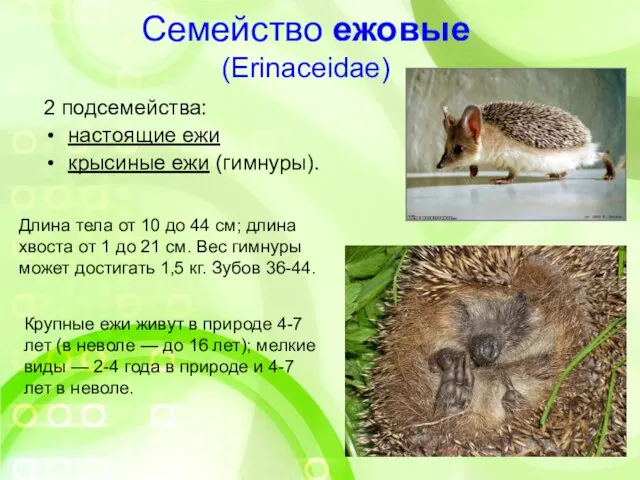 Семейство ежовые (Erinaceidae) 2 подсемейства: настоящие ежи крысиные ежи (гимнуры). Длина тела