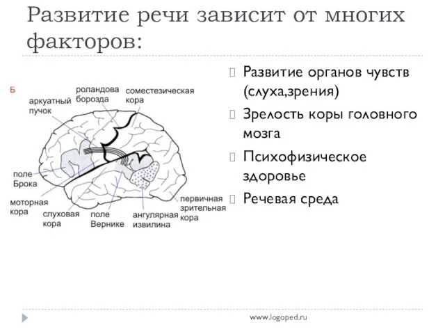 Развитие речи зависит от многих факторов: Развитие органов чувств (слуха,зрения) Зрелость коры