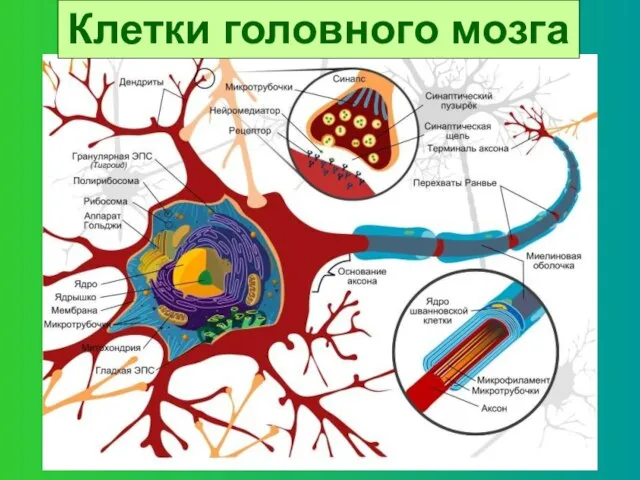 Клетки головного мозга