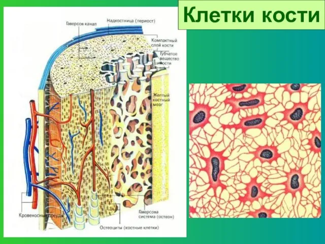 Клетки кости