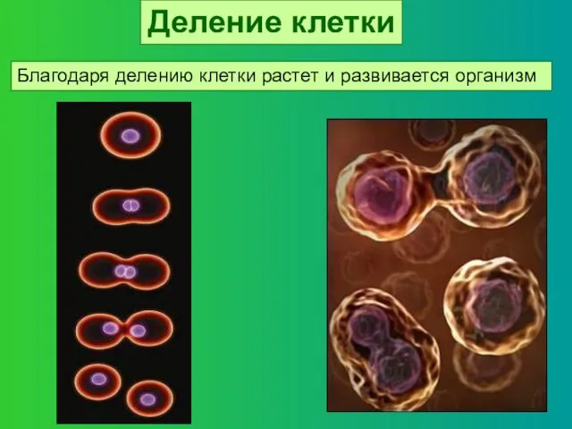 Деление клетки Благодаря делению клетки растет и развивается организм