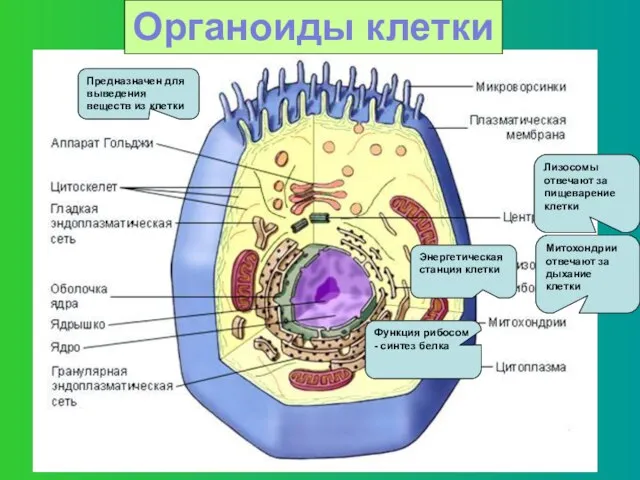 Органоиды клетки Лизосомы отвечают за пищеварение клетки Митохондрии отвечают за дыхание клетки