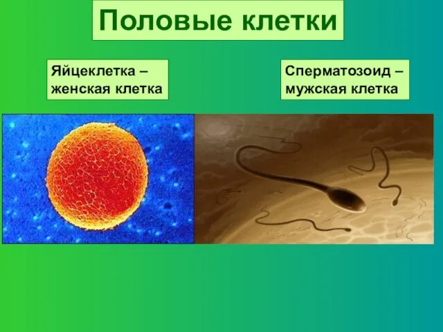 Половые клетки Яйцеклетка – женская клетка Сперматозоид – мужская клетка