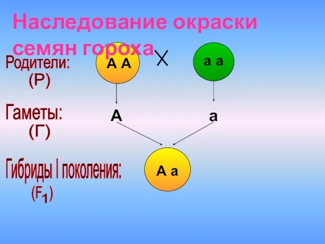 А а Наследование окраски семян гороха