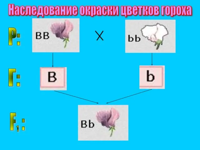 P: Г: Наследование окраски цветков гороха