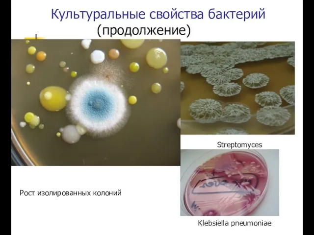 Культуральные свойства бактерий (продолжение) Streptomyces Рост изолированных колоний Klebsiella pneumoniae