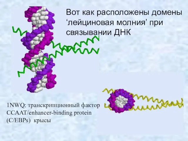 Вот как расположены домены ‘лейциновая молния’ при связывании ДНК 1NWQ: транскрипционный фактор CCAAT/enhancer-binding protein (C/EBPs) крысы