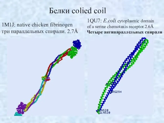 Белки colied coil 1M1J: native chicken fibrinogen три параллельных спирали. 2.7Å 1QU7: