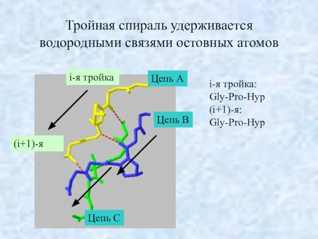 Тройная спираль удерживается водородными связями остовных атомов Цепь A Цепь C Цепь