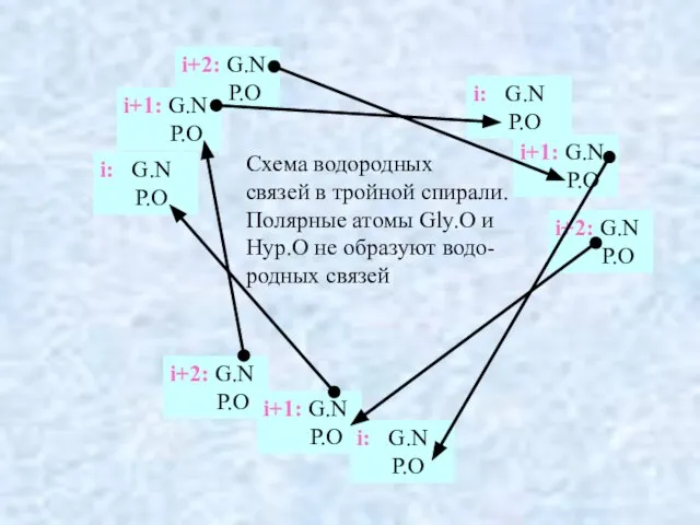 Схема водородных связей в тройной спирали. Полярные атомы Gly.O и Hyp.O не образуют водо- родных связей