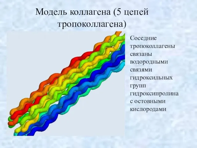 Модель коллагена (5 цепей тропоколлагена) Соседние тропоколлагены связаны водородными связями гидроксильных групп гидроксипролина с остовными кислородами