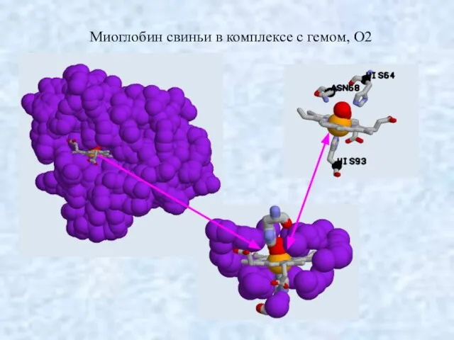 Миоглобин свиньи в комплексе с гемом, O2