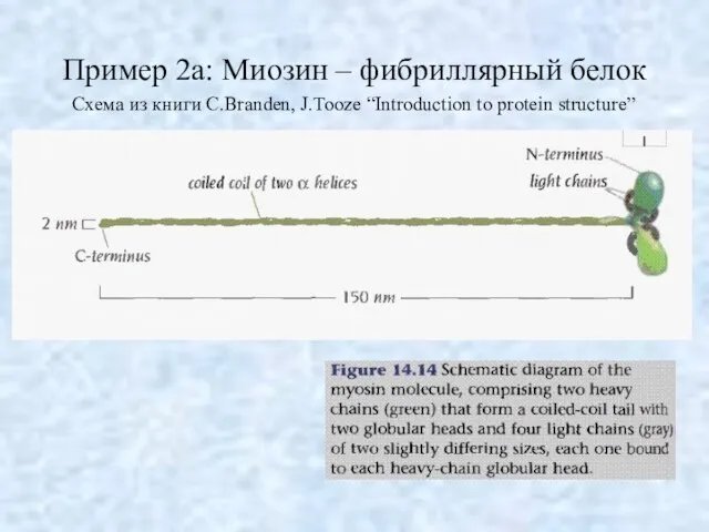 Пример 2a: Миозин – фибриллярный белок Схема из книги C.Branden, J.Tooze “Introduction to protein structure”