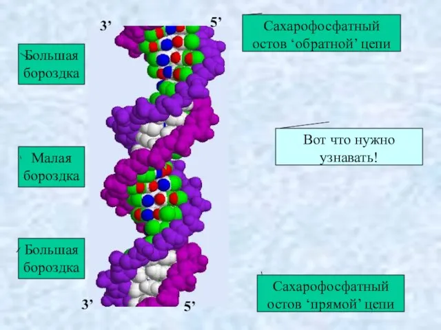 Большая бороздка Малая бороздка Большая бороздка Сахарофосфатный остов ‘прямой’ цепи Сахарофосфатный остов