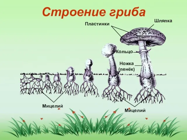 Строение гриба Мицелий Мицелий Ножка (пенёк) Кольцо Пластинки Шляпка