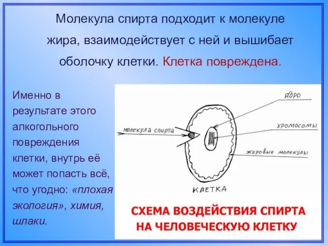 Молекула спирта подходит к молекуле жира, взаимодействует с ней и вышибает оболочку