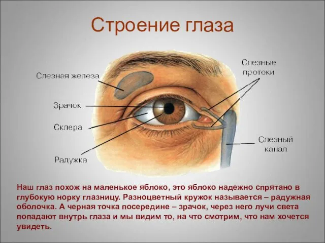 Строение глаза Наш глаз похож на маленькое яблоко, это яблоко надежно спрятано