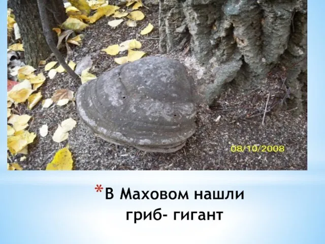 В Маховом нашли гриб- гигант