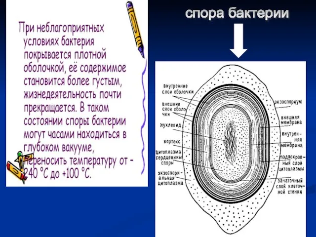 спора бактерии