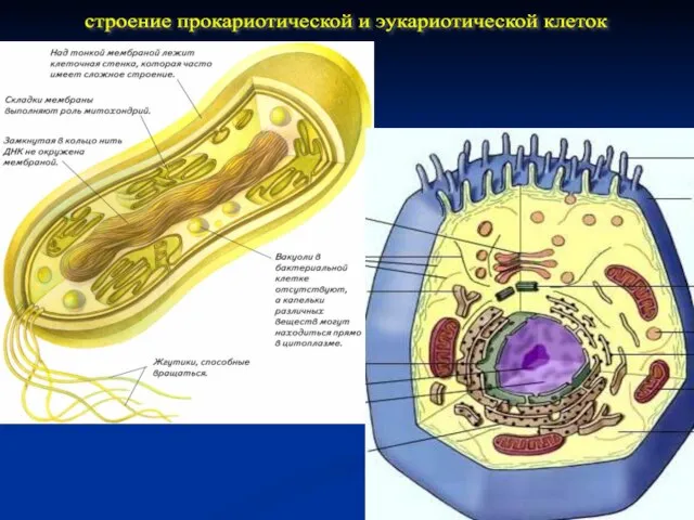 строение прокариотической и эукариотической клеток