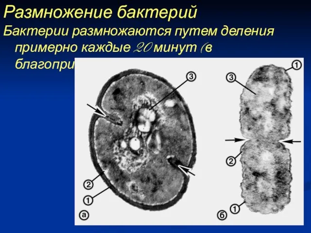 Размножение бактерий Бактерии размножаются путем деления примерно каждые 20 минут (в благоприятных условиях).