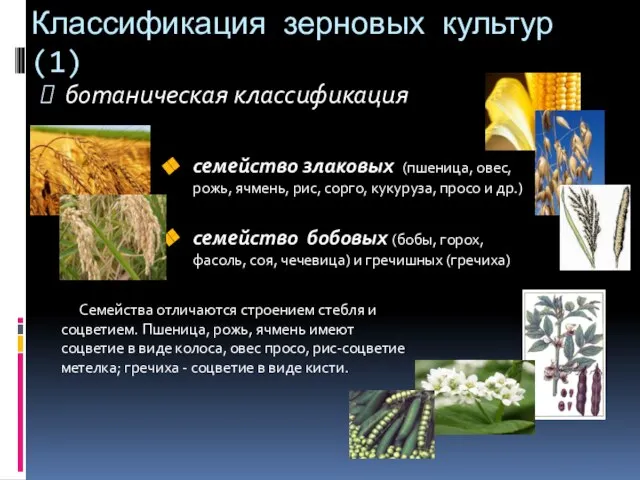 Классификация зерновых культур (1) ботаническая классификация семейство злаковых (пшеница, овес, рожь, ячмень,