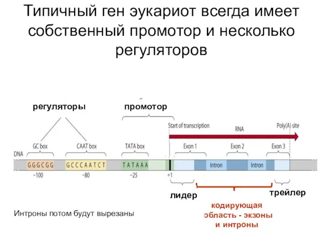 Типичный ген эукариот всегда имеет собственный промотор и несколько регуляторов регуляторы промотор
