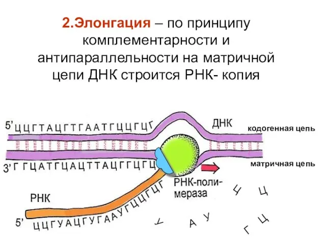 2.Элонгация – по принципу комплементарности и антипараллельности на матричной цепи ДНК строится