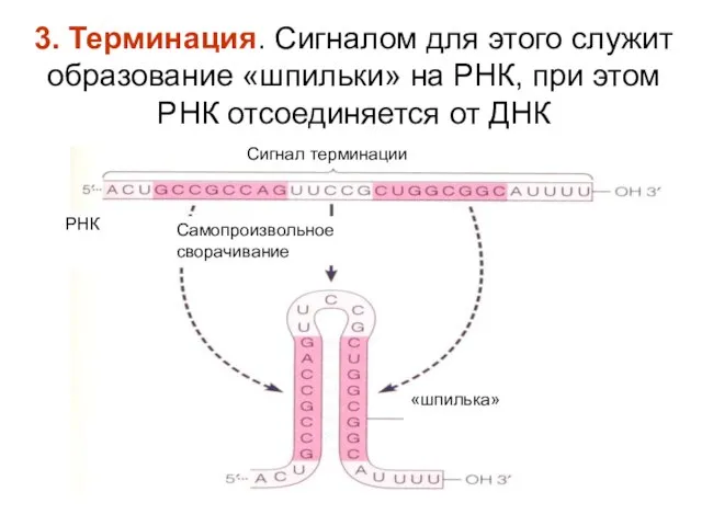 3. Терминация. Сигналом для этого служит образование «шпильки» на РНК, при этом