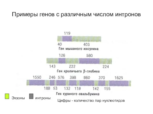 Экзоны интроны Примеры генов с различным числом интронов Цифры - количество пар нуклеотидов