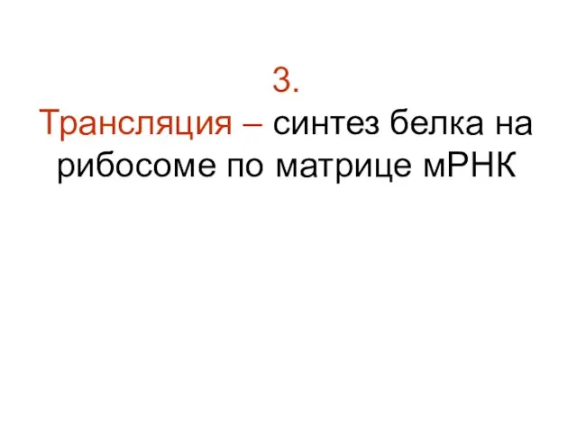 3. Трансляция – синтез белка на рибосоме по матрице мРНК