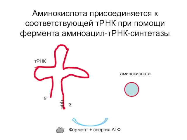 Аминокислота присоединяется к соответствующей тРНК при помощи фермента аминоацил-тРНК-синтетазы тРНК ЦЦА аминокислота