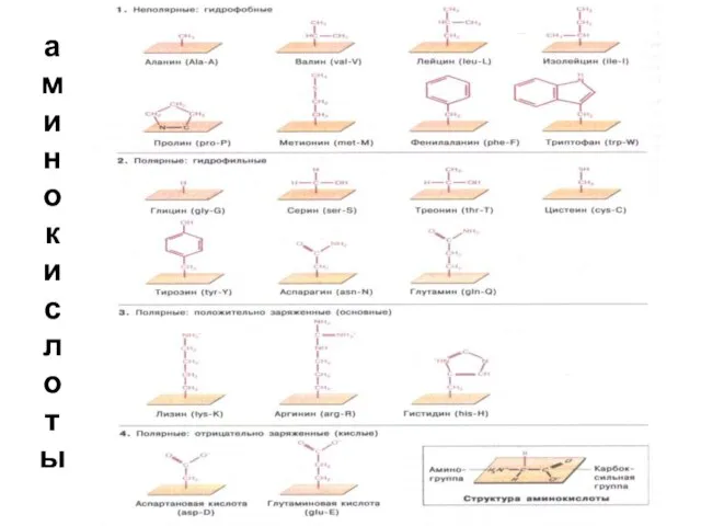 аминокислоты