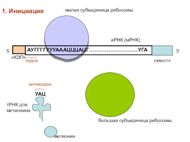 АУГГГГУУУАААЦЦЦАЦГ……………………….УГА «КЭП» метионин тРНК для метионина 5’ 3’ иРНК (мРНК) малая субъединица