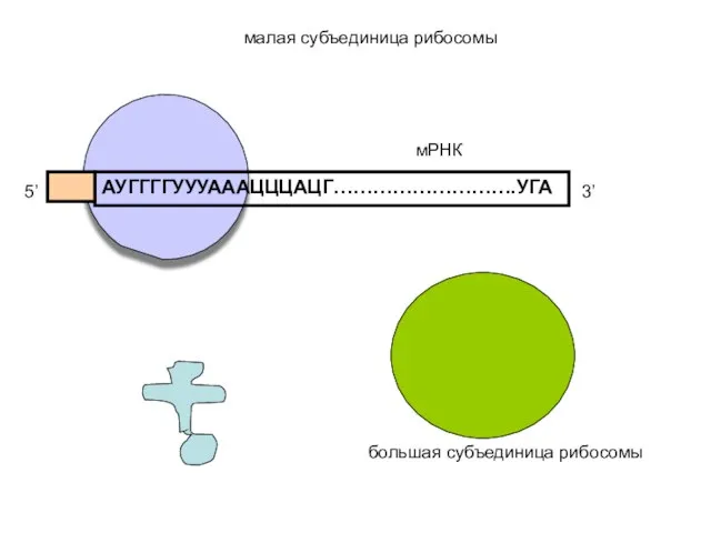 АУГГГГУУУАААЦЦЦАЦГ……………………….УГА 5’ 3’ мРНК малая субъединица рибосомы большая субъединица рибосомы