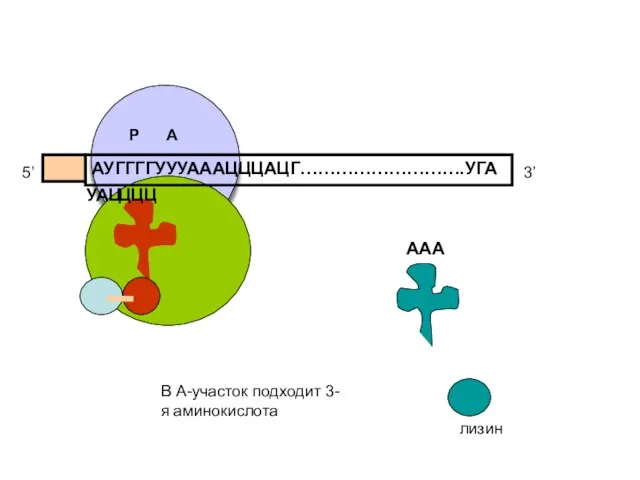 АУГГГГУУУАААЦЦЦАЦГ……………………….УГА 5’ 3’ УАЦ ЦЦЦ ААА лизин В А-участок подходит 3-я аминокислота Р А