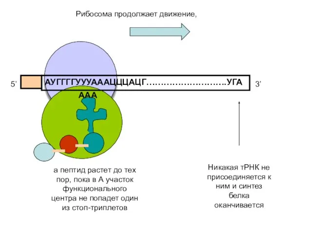 АУГГГГУУУАААЦЦЦАЦГ……………………….УГА 5’ 3’ а пептид растет до тех пор, пока в А