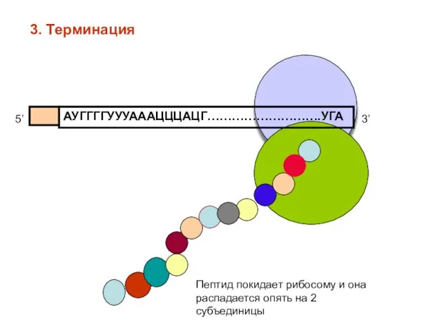 АУГГГГУУУАААЦЦЦАЦГ……………………….УГА 5’ 3’ Пептид покидает рибосому и она распадается опять на 2 субъединицы 3. Терминация