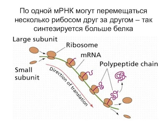 По одной мРНК могут перемещаться несколько рибосом друг за другом – так синтезируется больше белка