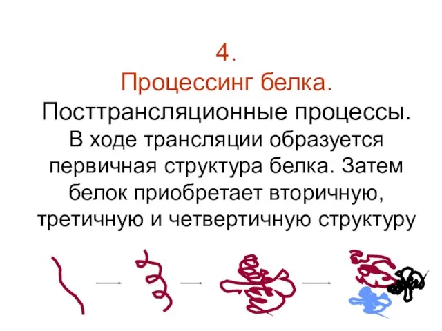 4. Процессинг белка. Посттрансляционные процессы. В ходе трансляции образуется первичная структура белка.