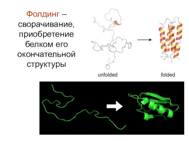 Фолдинг – сворачивание, приобретение белком его окончательной структуры