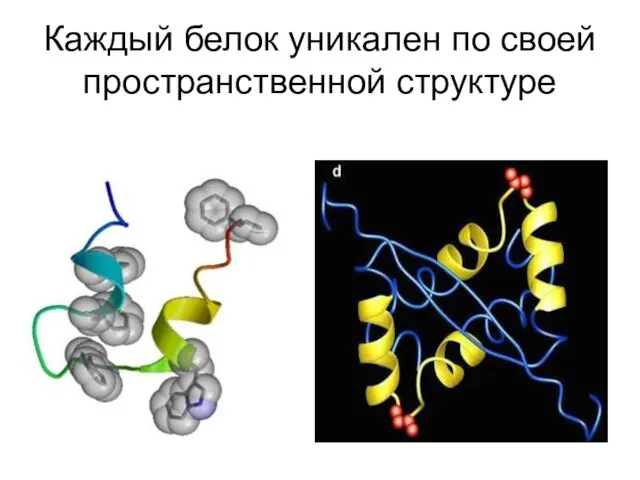 Каждый белок уникален по своей пространственной структуре